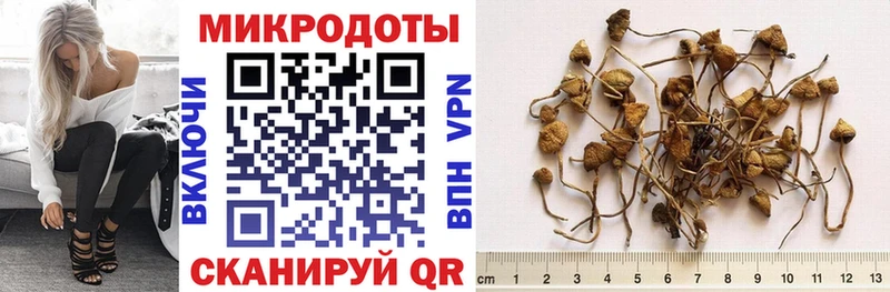 Псилоцибиновые грибы Psilocybe  kraken ССЫЛКА  Партизанск 
